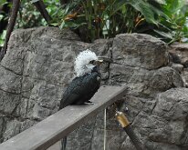 DSC_2026 Central Park Zoo, Manhattan, NYC -- 1 July 2012